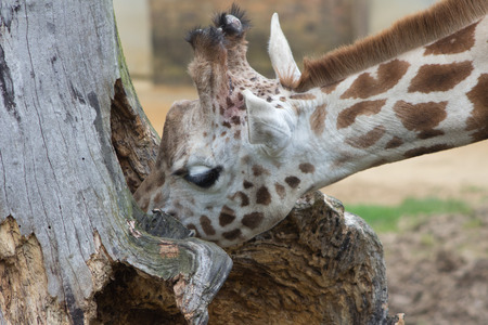 A curious young giraffe investigating the contents of a hollow tree trunkの写真素材