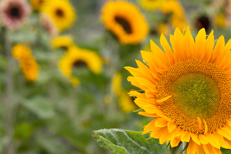 Sunflower in a field of sunflowersの写真素材