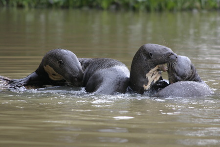 Otters grooming in the river in the Pantanal, Brazilの写真素材