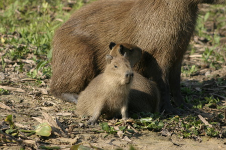 Two baby Capybaras, alongside their mother, in the sunshine of the Pantanal, Brazilの写真素材