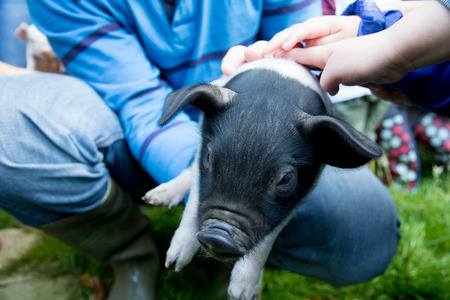 A small piglet being petted by children on a farmの写真素材