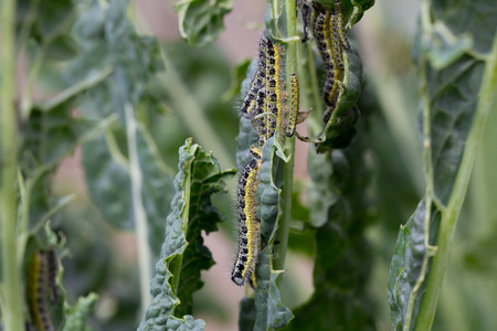 Cabbage white caterpillars feeding on the leaf of cavalo nero plant