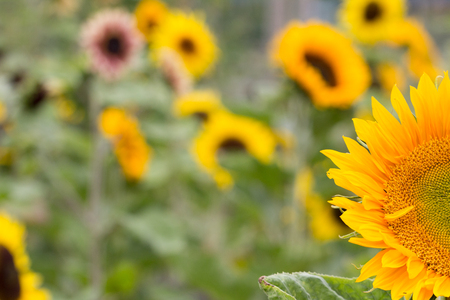 A sunflower field on a sunny dayの写真素材