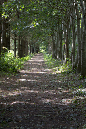 Peaceful forest trail on an early autumn dayの写真素材