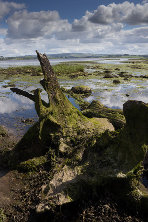 Remote wetland in Irelandの写真素材