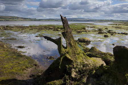 Remote wetland in Irelandの写真素材