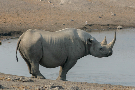 An endangered black rhino at a watering hole in the Etosha National Park, Namibiaの写真素材