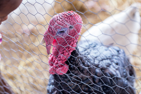 A turkey viewed through the fencing of a farm coopの写真素材