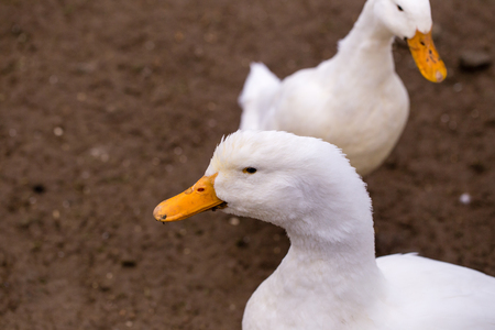 Two white ducks on a farm near kettering, Northamptonshire, Englandの写真素材