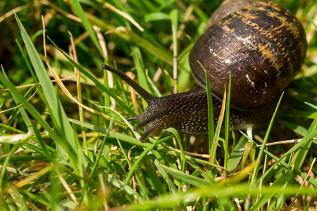 A common garden snail travelling through blades of grassの写真素材