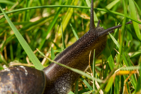 A common garden snail travelling through blades of grassの写真素材