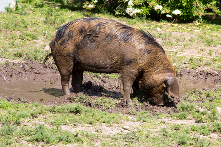 Large pig in a muddy fieldの写真素材