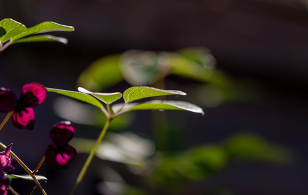 The foliage and flowers of the Akebia Quinata plant, also known as the Chocolate Vineの写真素材