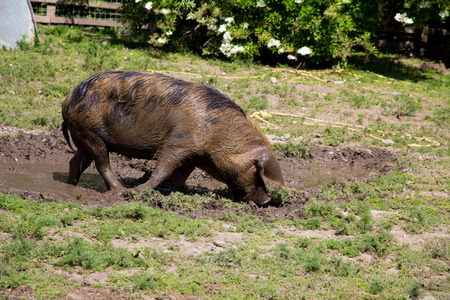 Large pig in a muddy fieldの写真素材
