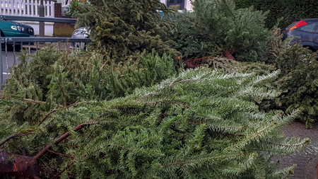 Discarded christmas trees on a residential streetの写真素材