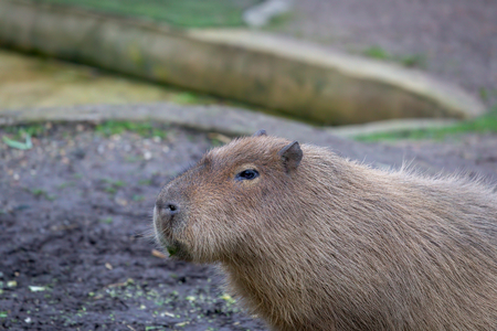 Adult Capybara (Hydrochoerus hydrochaeris) in a zooの写真素材