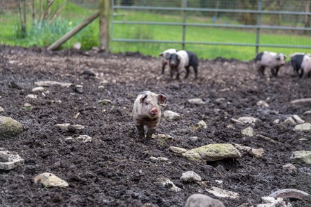 Saddleback piglets in a muddy pig penの写真素材