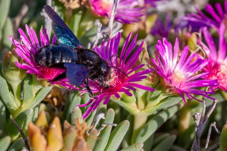 Violet Carpenter bee (Xylocopa violacea) feeding on nectar from the pink flowers of Carpobrotus succulent plants in Tuscany, Italyの写真素材
