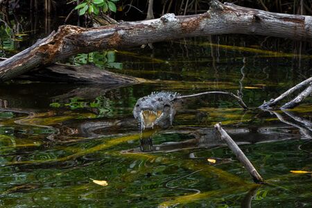 American Crocodile (crocodylus acutus) in a swamp in Black River, Jamaicaの写真素材