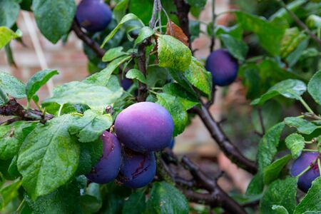 Organic ripe damson plums growing on a plum treeの写真素材
