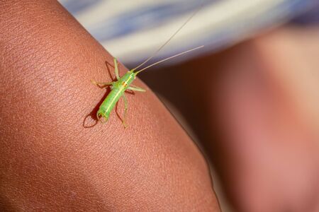 Single male Meconema thalassinum, known as the oak bush-cricket or drumming katydid, on a childs arm