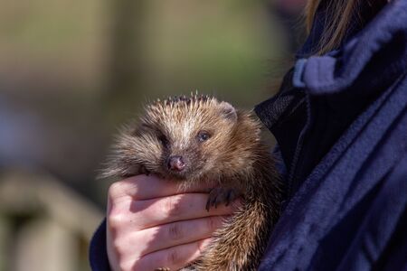 European hedgehog, Erinaceus europaeus, in the hands of a carerの写真素材