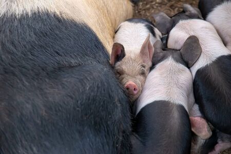Saddleback piglets, sus scrofa domesticus, and their sow mother, sleeping squashed together in a pig...