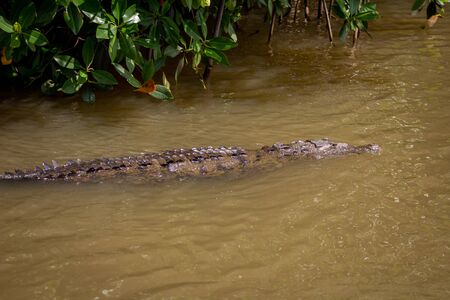 American Crocodile, crocodylus acutus, in swamp water in Black River, Jamaicaの写真素材
