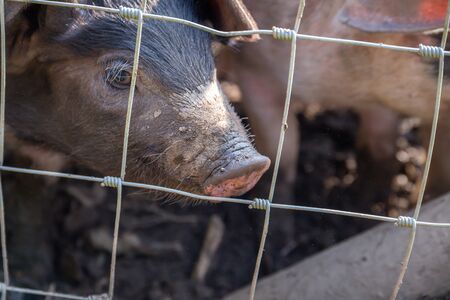 Saddleback piglets, sus scrofa domesticus, behind the fencing of a pigstyの写真素材