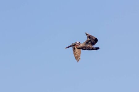 Flying Brown Pelican, Pelecanus occidentalis, with outstretched wings against a blue sky background in Jamaicaの写真素材