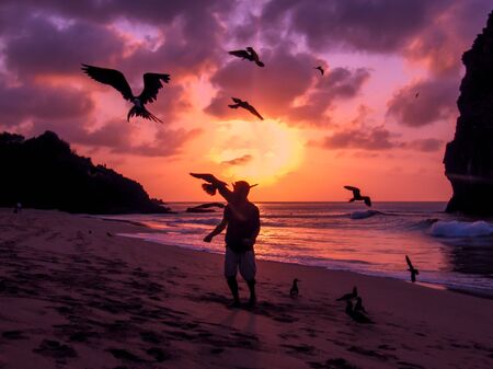Flying Frigate birds being fed by hand on a beach on the island of Fernando de Noronha, Brazilの写真素材