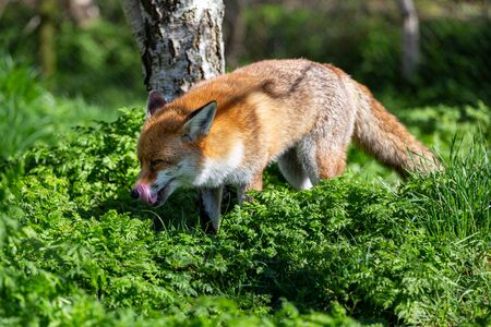 The Red Fox,Vulpes Vulpes, is the largest of the true foxesの写真素材