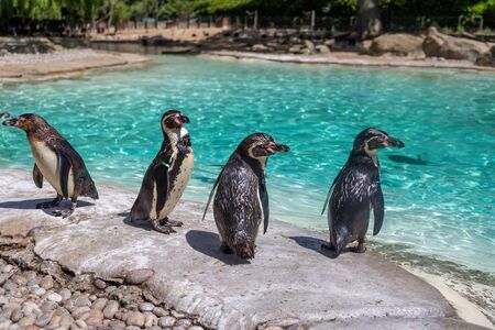 Humboldt penguins, Spheniscus humboldti, at the zooの写真素材
