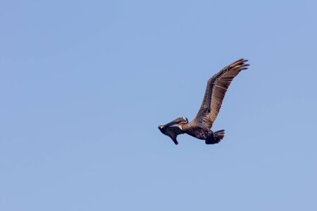 Flying Brown Pelican, Pelecanus occidentalis, with outstretched wings against a blue sky background in Jamaicaの写真素材