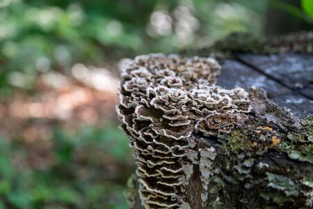 Saprophytic fungi, Coriolus versicolor, on a dead tree trunkの写真素材