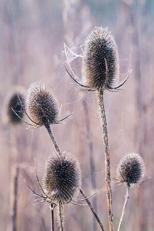 Bur covered in dew laden spider cobweb, sparkling in the bright morning winter's sunshineの写真素材