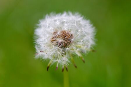 Close up of a dandelion head, Taraxacum, with a natural green backgroundの写真素材