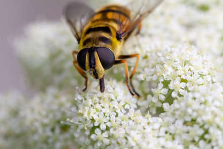 Close up of a honey bee, Apis mellifera, on a white flowering carrot plant, Daucus carotaの写真素材