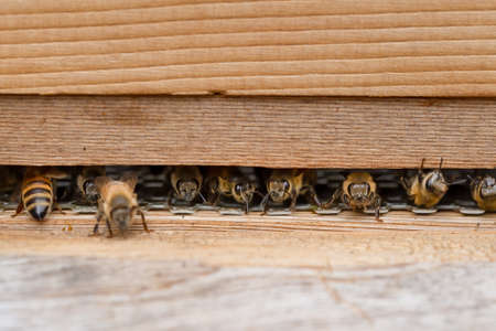 Close up of bees, apis mellifera, on a wooden beehive in a UK gardenの写真素材