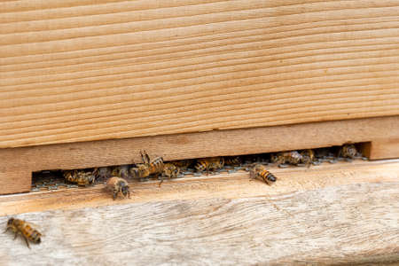 Close up of bees, apis mellifera, on a wooden beehive in a UK gardenの写真素材