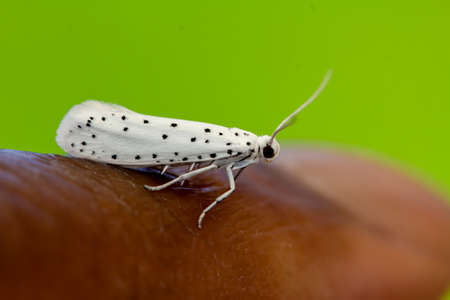 Newly hatched adult ermine moth, yponomeutidae, in the UKの写真素材
