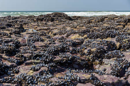 Wild blue mussels, Mytilus edulis, growing on the rocks in the intertidal zone in Cornwall, UKの写真素材