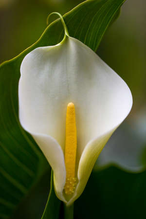 A single elegant lily blossom, zantedeschia aethiopica, delicately curvedの写真素材