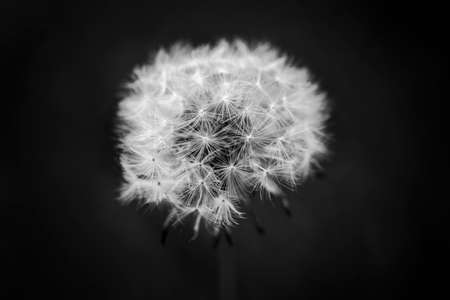 Close up of a dandelion head, Taraxacum, in black and whiteの写真素材