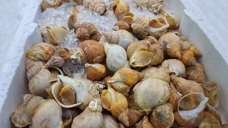Fresh whelks, sea snails, on display at a UK fishmongersの写真素材