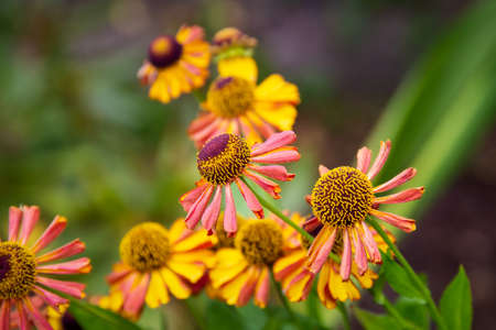 Colourful summer flowering Helenium flowers also known as Sneezeweedの写真素材