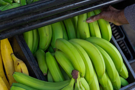 Close up of green bananas, musa x paradisiaca, on a farmers market stallの写真素材