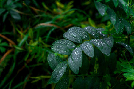 Dew droplets on green leaves. Close upの写真素材