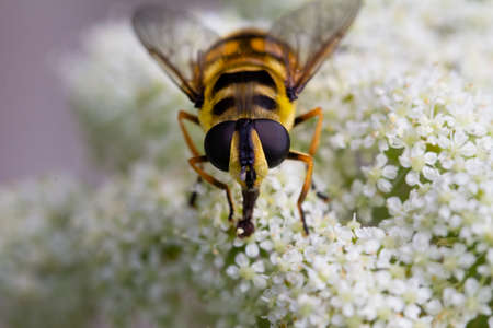 Close up of a honey bee, Apis mellifera, on a white flowering carrot plant, Daucus carotaの写真素材