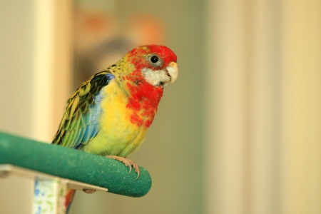 The Rosella parakeet is a burst of bright and beautiful color of Australian parrots in the genus Platycercus の写真素材